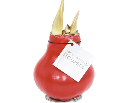 Cibule amarylky v červeném voskovém obalu s logem No Water Flowers