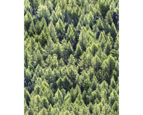 Vliesová tapeta zelený les 0,53x10,05 m