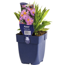 Aster ''Wood''s Pink'' v květináči