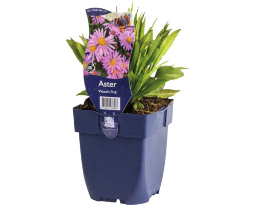 Astra, hvězdnice křovitá FloraSelf Aster dumosus 'Woods Pink' květináč 0,5 l Aster ''Wood''s Pink'' v květináči