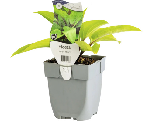 Bohyška s červeným stonkem FloraSelf Hosta 'Purple Heart' květináč 0,5 l