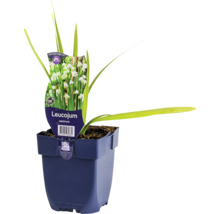 Bledule letní FloraSelf Leucojum aestivum květináč 0,5 l