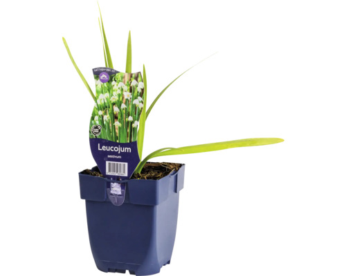 Bledule letní FloraSelf Leucojum aestivum květináč 0,5 l