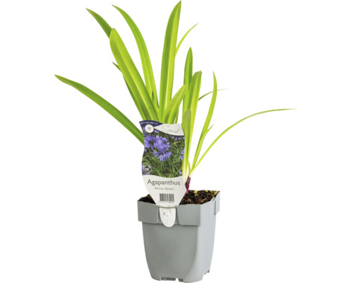 Kalokvět africký FloraSelf Agapanthus 'African Queen' 5-20 cm květináč 0,5 l Africká lilie Agapanthus v květináči