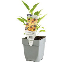 Třapatka FloraSelf Echinacea purpurea ‘SunSeekers Tequila Sunrise' květináč 0,5 l