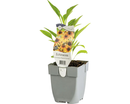Třapatka FloraSelf Echinacea purpurea ‘SunSeekers Tequila Sunrise' květináč 0,5 l Třapatka nachová SunSeekers Tequila Sunrise v květináči