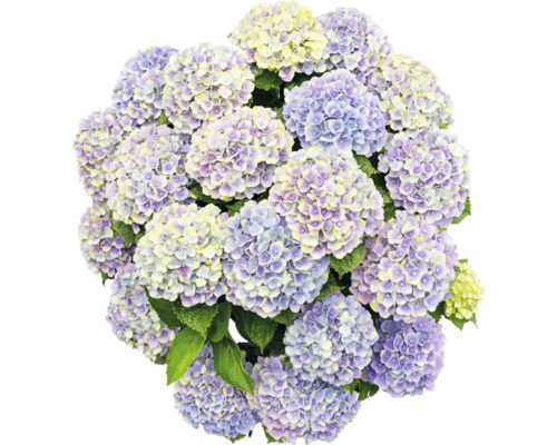 Detail květů hortenzie