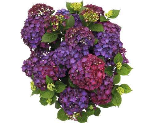 Detail květů hortenzie s listy