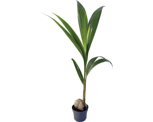 Kokosovník ořechoplodný FloraSelf Cocos nucifera cca 100 cm v květináči Ø 19 cm 35 let FloraSelf jubilejní edice