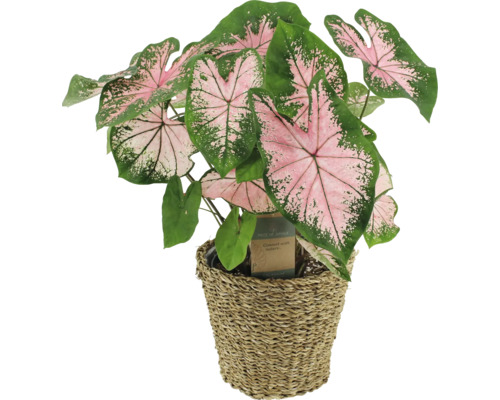Kaládium, Caladium bicolor v košíku FloraSelf květináč Ø 21 cm 1 ks, různé druhy Kaládium v proutěném květináči
