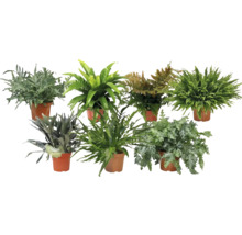Kapradina mix FloraSelf květináč Ø 26 cm jubilejní edice 35 let FloraSelf 1 ks, různé druhy