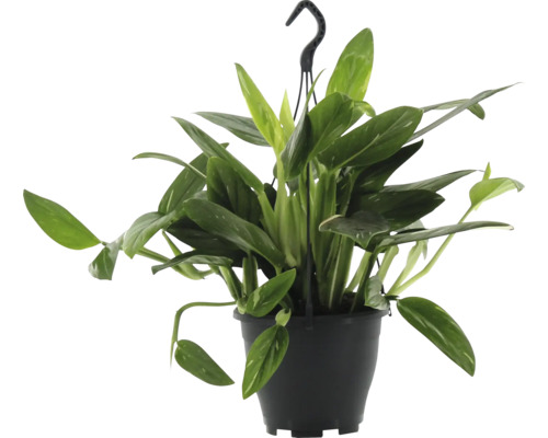 Filodendron Cobra v závěsném květináči FloraSelf výška cca 50 cm květináč Ø 17 cm Závěsná rostlina se zelenými listy v květináči