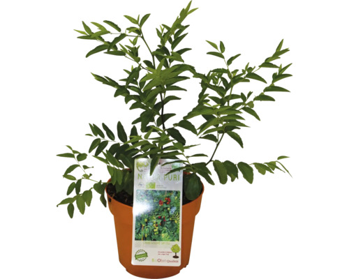 Nanking třešeň keř v květináči