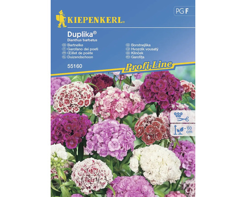 Hvozdík vousatý Duplika® Kiepenkerl mix