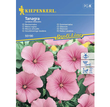 Balení semen květin slézovce Kiepenkerl Tanagra