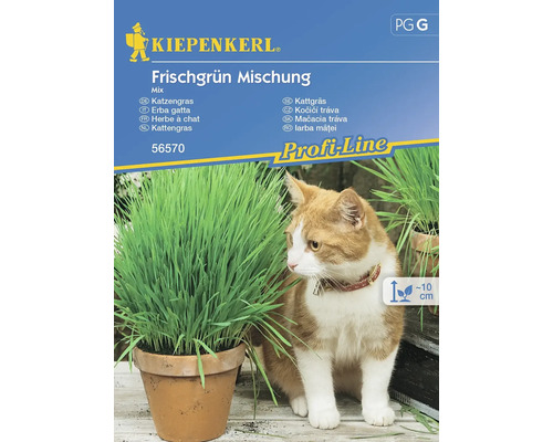 Kočičí tráva mix Kiepenkerl