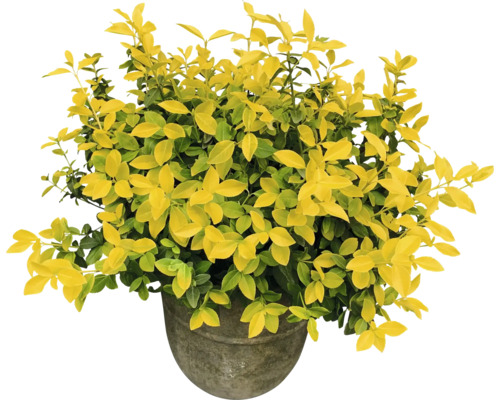 Brslen Fortunův zářivě žlutý FloraSelf Euonymus fortunei GOLDMINE® 20-30 cm květináč 2 l