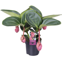 Medinilla rostlina v květináči s růžovými květy