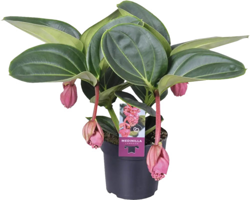 Tupoušek pyšný FloraSelf Medinilla magnifica Lambada výška 20-30 cm květináč Ø 14 cm