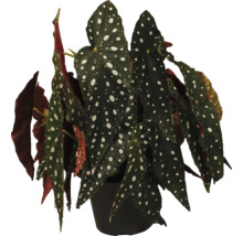 Begónie královská, begónie korálová FloraSelf Begonia maculata výška cca 30 cm květináč Ø 17 cm