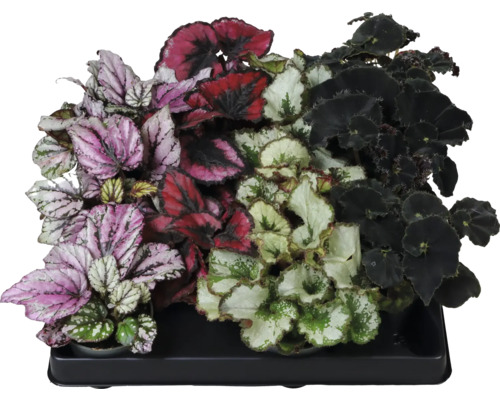 Begónie královská mix FloraSelf Begonia rex květináč Ø 6 cm 1 ks, různé druhy Různé begónie v květináči
