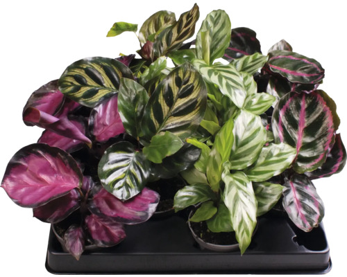 Kalátea FloraSelf Calathea výška cca 12 cm květináč Ø 6 cm 1 ks, různé druhy Několik rostlin Maranta v podnosu