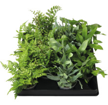 Kapradí mix FloraSelf květináč Ø 6 cm 1 ks, různé druhy
