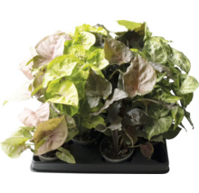 Syngónie mix FloraSelf Syngonium výška cca 12 cm květináč Ø 6 cm 1 ks, různé druhy