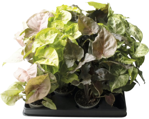 Syngónie mix FloraSelf Syngonium výška cca 12 cm květináč Ø 6 cm 1 ks, různé druhy Sortiment pokojových rostlin Syngonium na desce