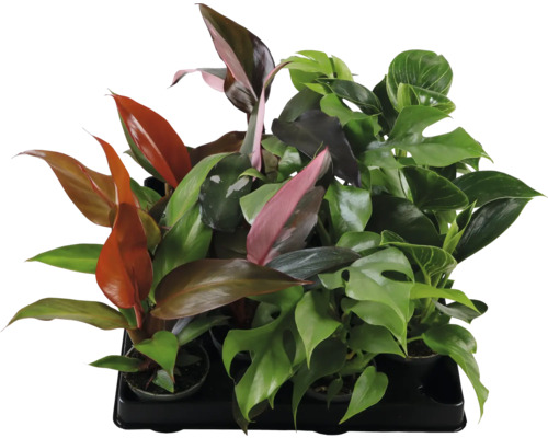 Filodendron mix FloraSelf Philodendron cca 15 cm květináč Ø 6 cm 1 ks, různé druhy Několik pokojových rostlin v černé misce.