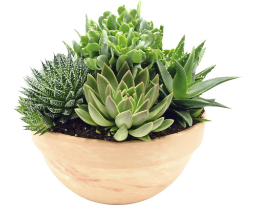 Aranžmá sukulentů v květináči