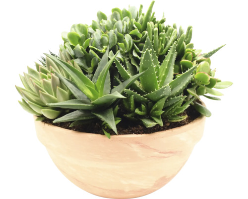 Směs sukulentů v terakotové nádobě