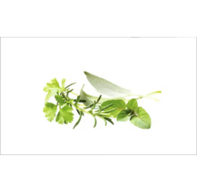 Různé čerstvé bylinky, jako je petržel, rozmarýn, šalvěj a oregano