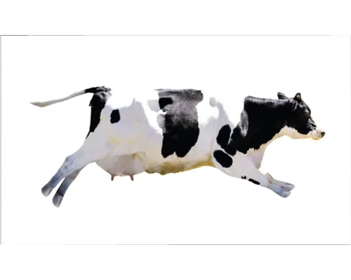 Obkladový panel do kuchyně mySpotti Profix létající krávy 100 x 60 cm PX-10060-1963-HB