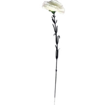 Jeden bílý karafiát na stonku.