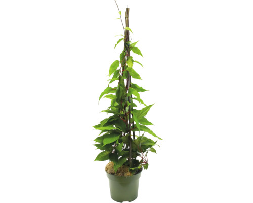 Popínavá rostlina v květináči s oporou