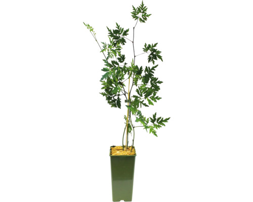 Rostlina v květináči