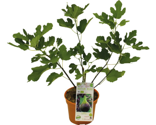 Fíkovník v květináči s etiketou