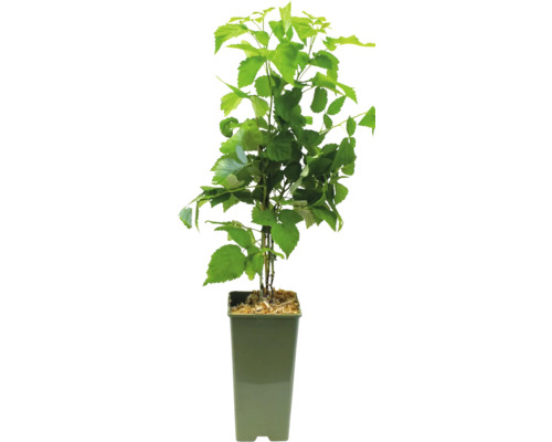 Sazenice maliny v květináči