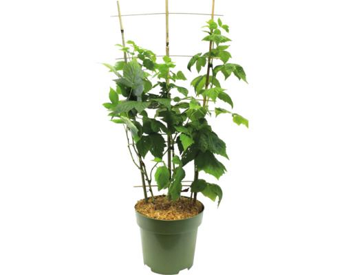 Maliník v květináči s podpěrou