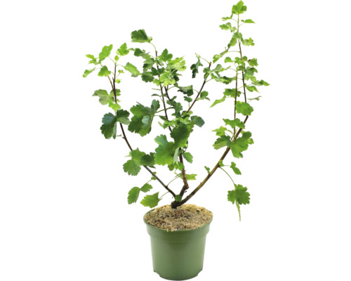 Rybíz v květináči se zelenými listy