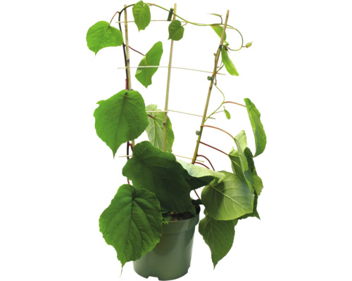 Rostlina kiwi v květináči s podpěrou