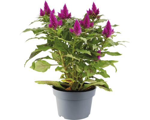 Celosia hřebenitá v květináči