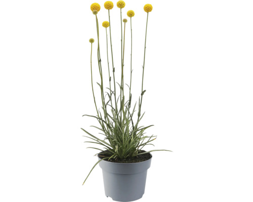 Rostlina Craspedia globosa v květináči