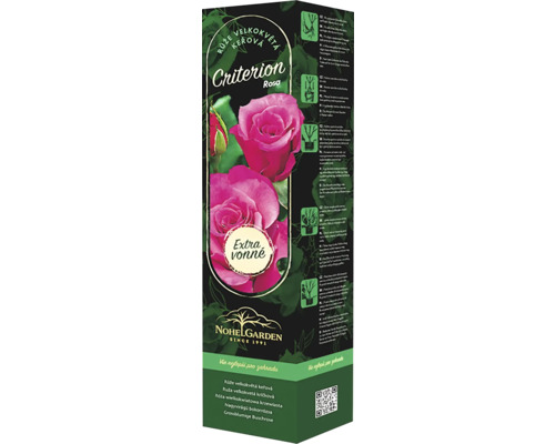 Růže keřová velkokvětá Fragrant Criterion