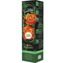 Růže keřová velkokvětá Fragrant Doris Tysterman