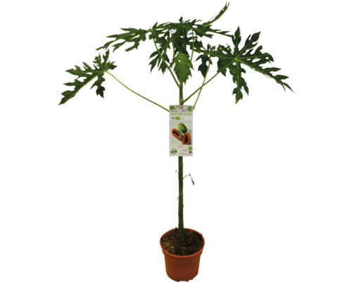 Papájovník v květináči