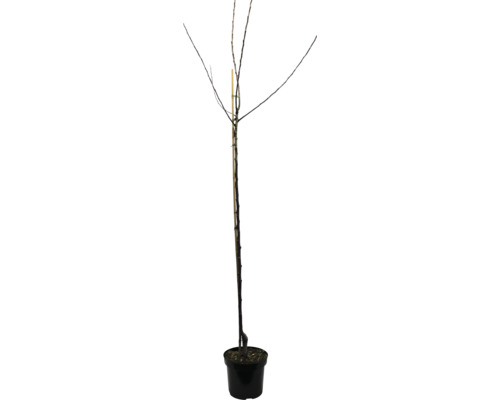 Jabloň podzimní BIO FloraSelf Bio Malus domestica 'Tulpenapfel' výška kmene cca 120 cm celková výška cca 150-180 cm