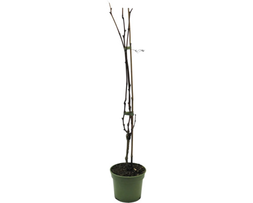 Mladá réva vinná v květináči s podpěrným kůlem