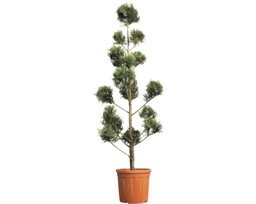 Cypřišovec Leylandův žlutý pompon FloraSelf Cupressocyparis leylandii 'Castlewellan Gold' 120-140 cm květináč 18 l jubilejní edice 35 let FloraSelf